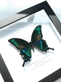 7 palcový Reálne Motýľ Vzorky Hotových Výrobkov Display Box Darček Ornament Visí Obraz, Dekorácie, Maliarstvo, Vzácny Dar k Narodeninám